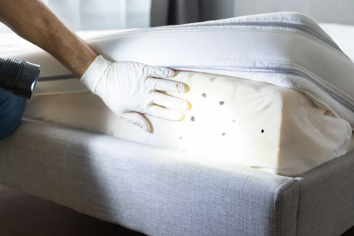 Bed Bug Heat Treatment (2)