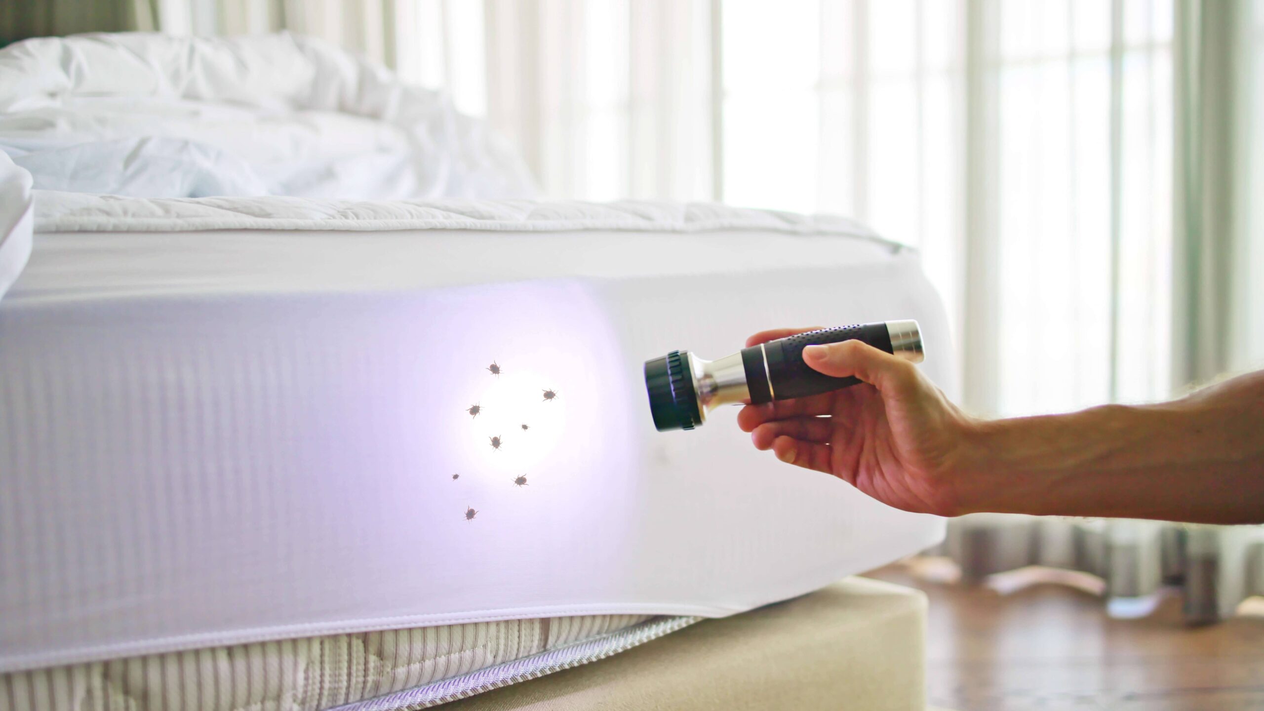 Bedbug Removal Services – Fast & Effective Bed Bug Extermination