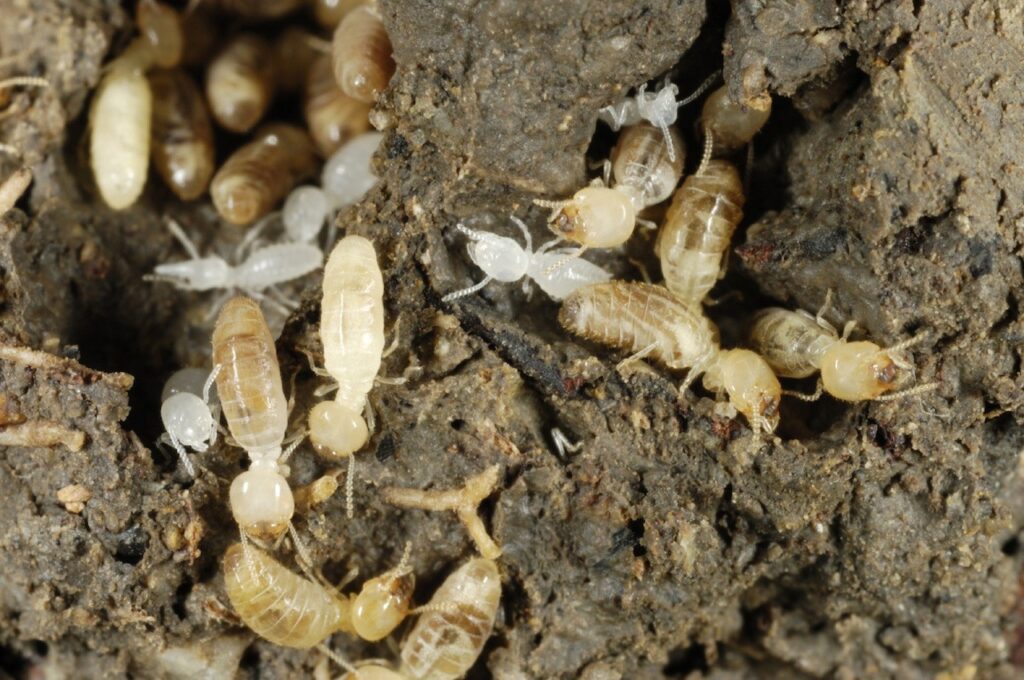 Termite Chemical Treatment Services in Raleigh NC